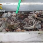 Pulpo incautado en Mazarrón