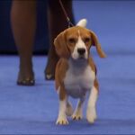 Concurso nacional de perros de Nueva York 