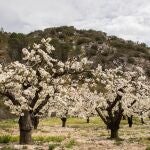Cerezos en flor en Las Caderechas