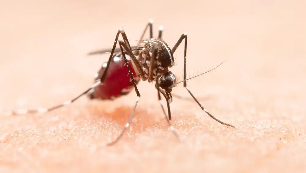 La OMS notifica un aumento de once millones de casos de malaria en todo el mundo respecto al año anterior