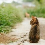 Gato en la calle