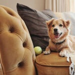 Un perro junto a una pelota 