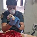 Investigado por abandonar cuatro perros recién nacidos en un contenedor de basura en La Llosa