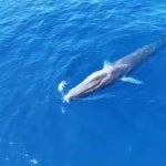 Increíble avistamiento de dos ballenas en Mallorca, en aguas de Formentor