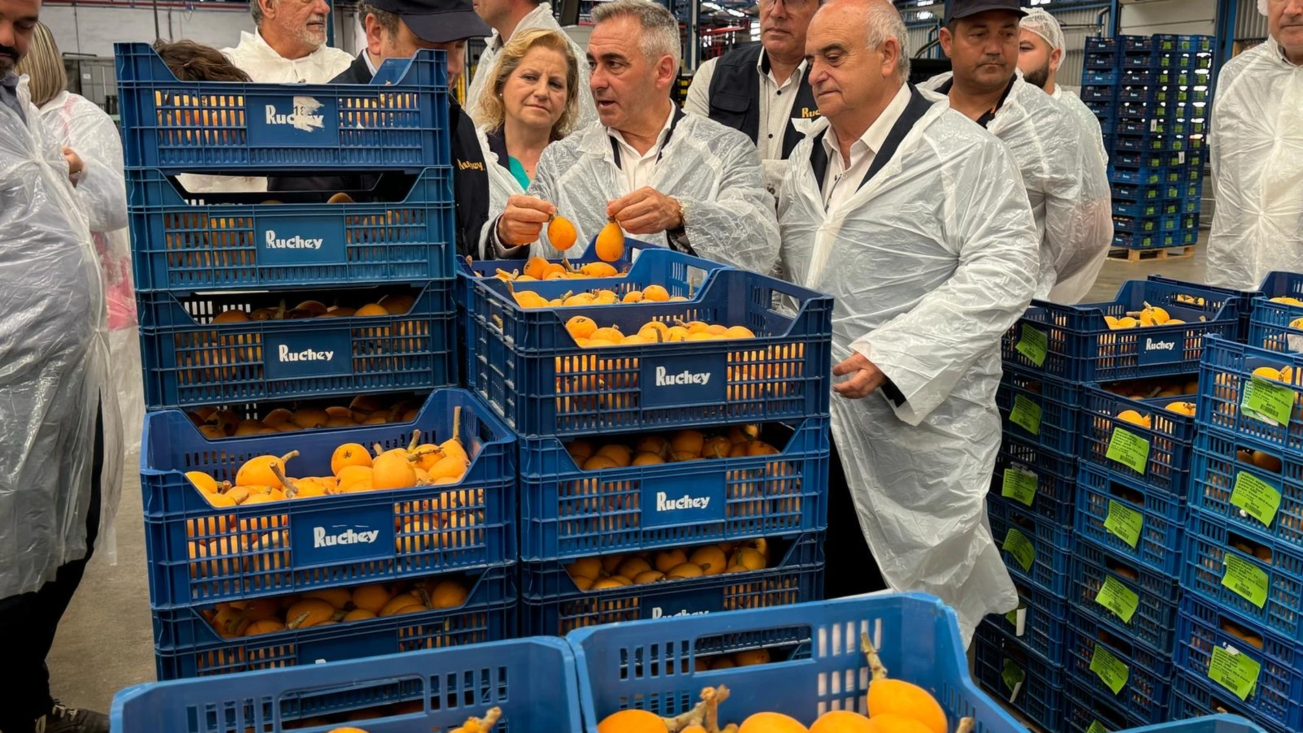 El conseller de Agricultura, Agua, Ganadería y Pesca, Miguel Ángel Bacharrina, ha asistido hoy en Callosa d'en Sarrià al primer corte del níspero