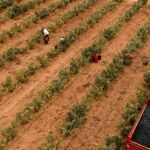Grupo Barón de Ley aterriza en la D.O. Ribera del Duero