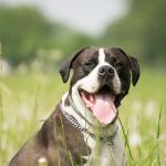 La mayoría de los perros come hierba en alguna ocasión. Sin embargo, solo un 22% de ellos vomita después de hacerlo