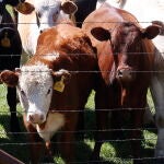 En varios estados de EE UU hay vacas infectadas con gripe aviar