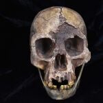 Una réplica del cráneo de Homo floresiensis, una de las especies de homínidos analizadas en el último estudio