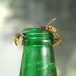 Tragar avispas