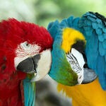 Loros