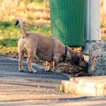 La planta que está creciendo en la aceras y que es venenosa para los perros