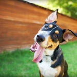 El “happy dance”: la forma de reconocer si tu perro es feliz
