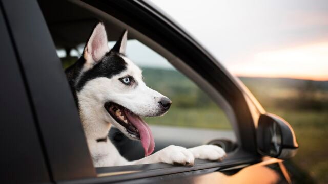El truco que debes saber si tu perro se marea en el coche